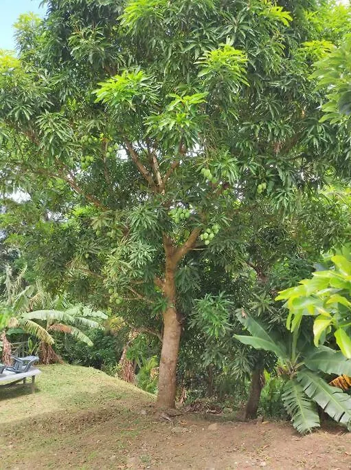 Appartement Le Cacaoyer à Trinité  Martinique